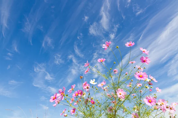 코스모스 꽃과 하늘 — 스톡 사진