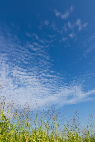 Cielo otoñal y la hierba — Foto de Stock