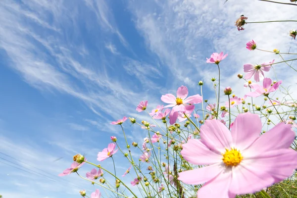 コスモスの花と空 — ストック写真
