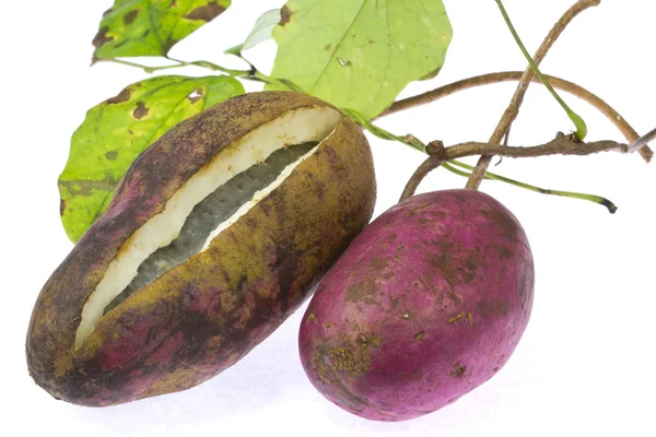 Chocolade wijnstok — Stockfoto