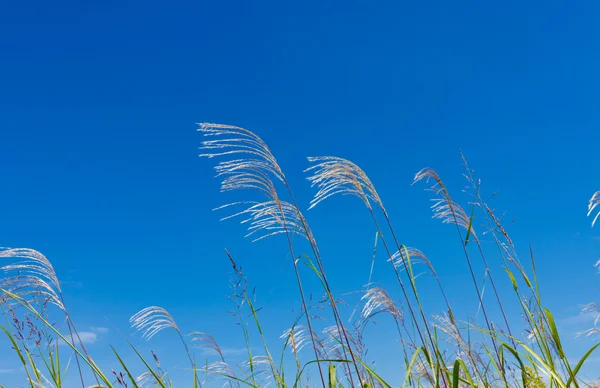 Japońska trawa pampasów — Zdjęcie stockowe