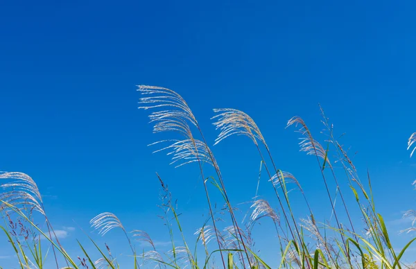 Japanse pampas gras — Stockfoto