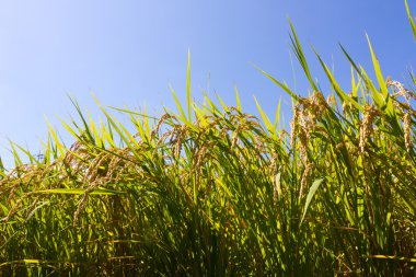 pirinç ve mavi gökyüzü