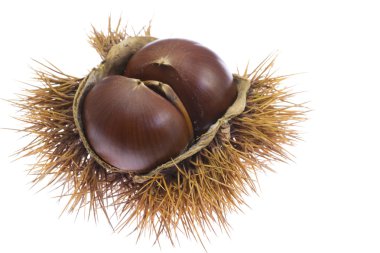 kestane