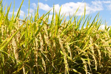 pirinç ve mavi gökyüzü