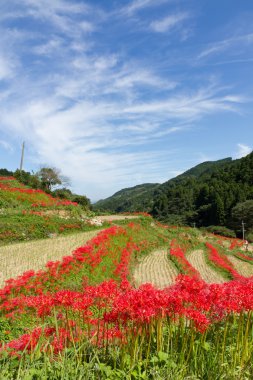 amaryllises ve çeltik