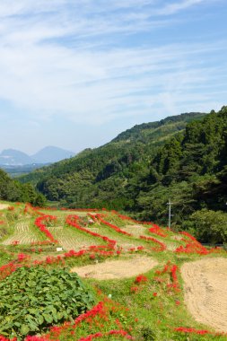 amaryllises ve çeltik