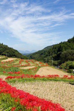 amaryllises ve çeltik