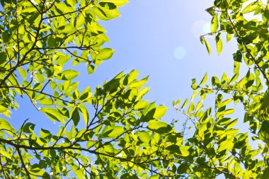 Yaz aylarında kiraz ağacı