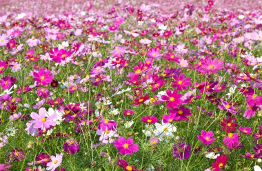 Cosmos Bahçe