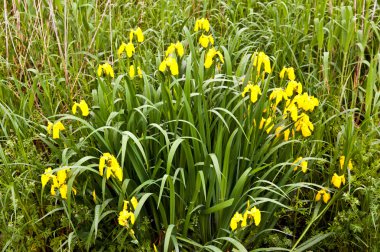 sikke üzerinde beyaz backgro gülümseme oluşur