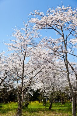 kiraz çiçekleri ormanı
