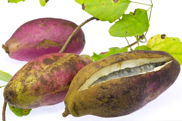 Chocolade wijnstok — Stockfoto