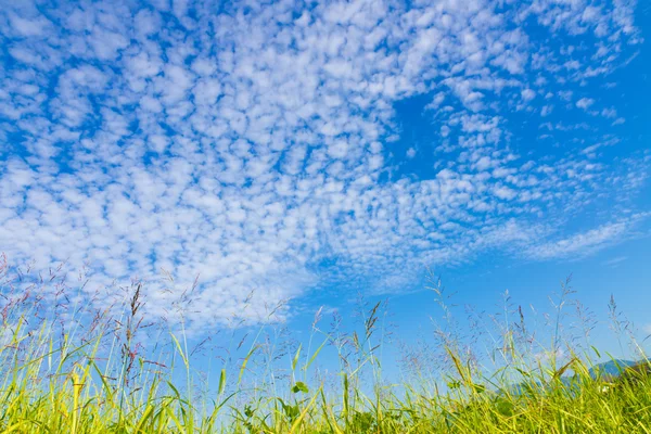 Cielo d'autunno e l'erba — Foto Stock