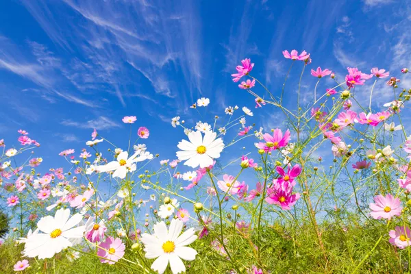 コスモスの花と空 — ストック写真