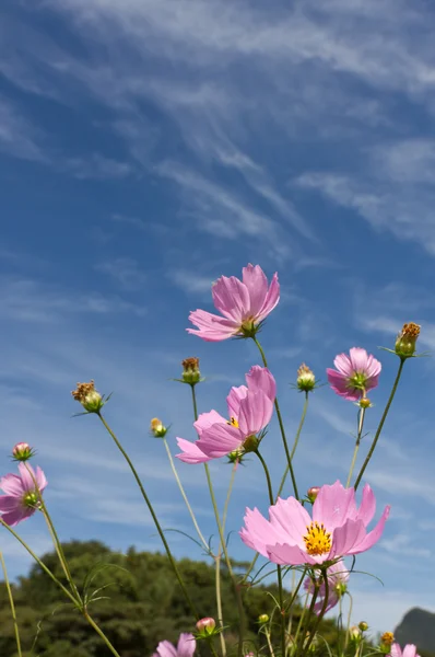 波斯菊花卉和天空 — 图库照片