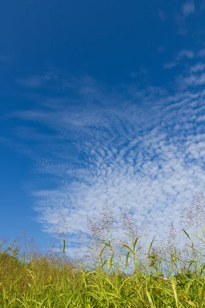 Hösten himlen och gräset — Stockfoto