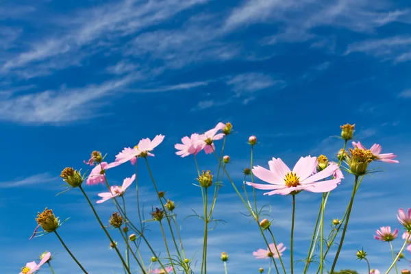 Cosmos flower and the sky — Stock Photo, Image