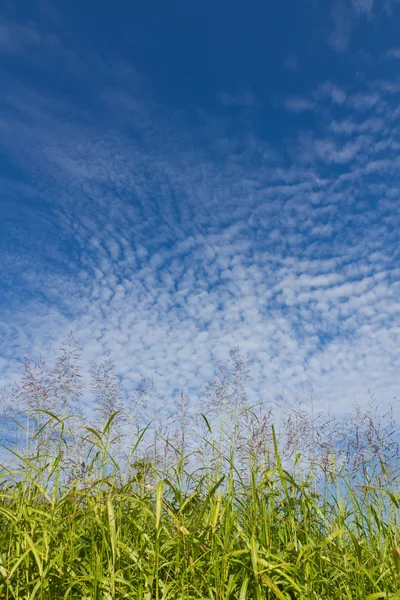 Herfst hemel en het gras — Stockfoto