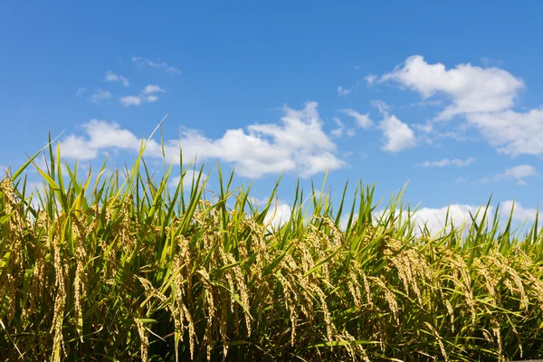 Arroz e o céu azul — Fotografia de Stock