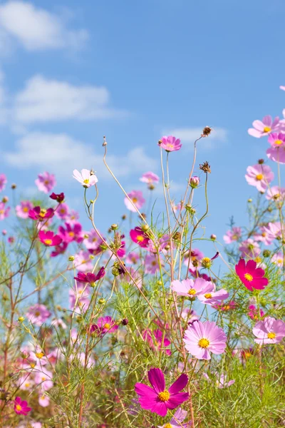 Cosmos çiçek ve gökyüzü — Stok fotoğraf