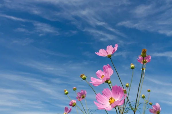Kosmos blomma och himlen — Stockfoto