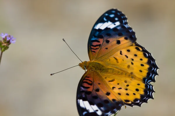 Ninfalidae — Fotografia de Stock