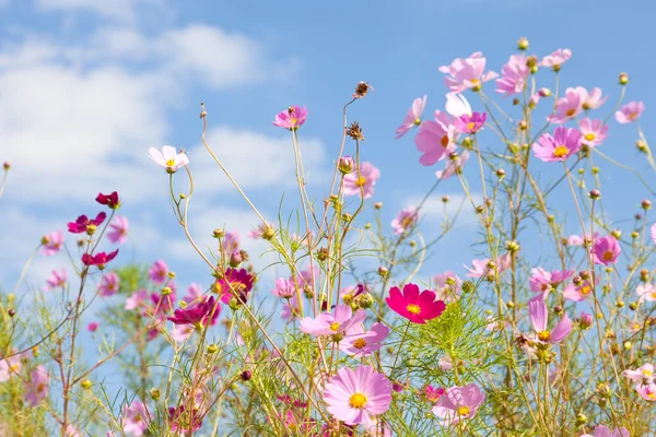 Il fiore del cosmo e il cielo — Foto Stock