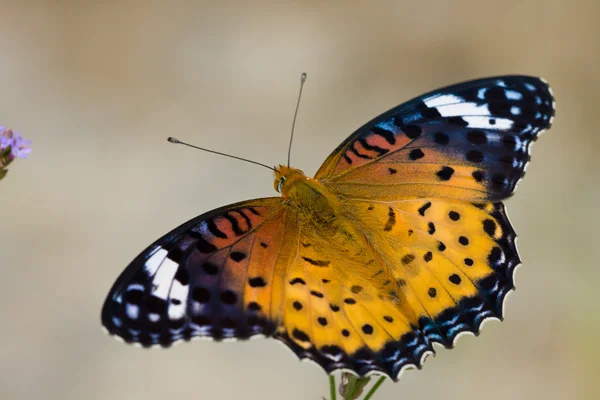 Farfalla — Foto Stock