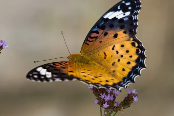 Ninfalidae — Fotografia de Stock