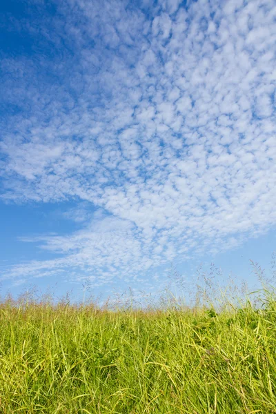 Herfst hemel en het gras — Stockfoto
