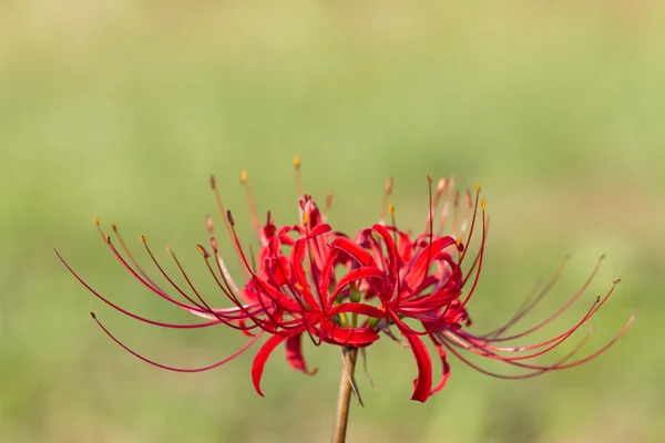 Amaryllidaceae — Foto de Stock