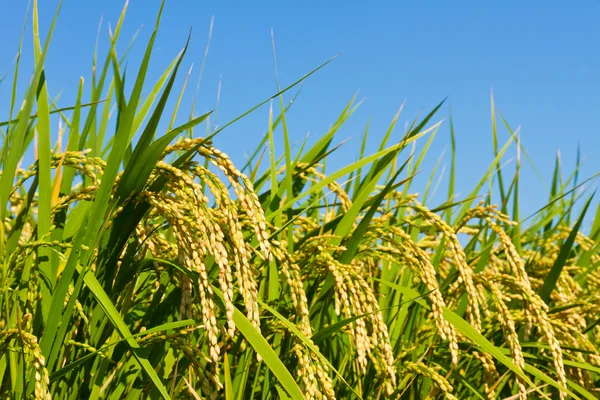Kulak pirinç ve mavi gökyüzü — Stok fotoğraf