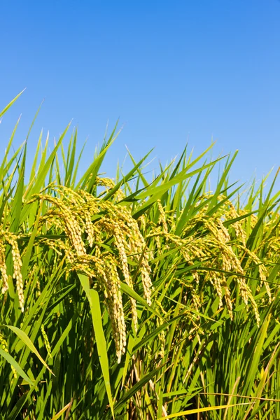 kulak pirinç ve mavi gökyüzü