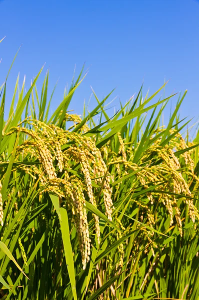 kulak pirinç ve mavi gökyüzü