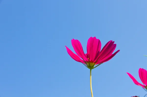 Cosmo — Fotografia de Stock