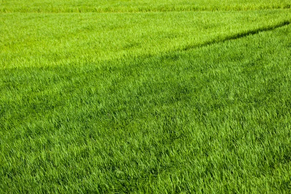 Campo de arroz — Foto de Stock