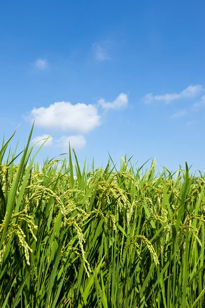 Ear of rice — Stock Photo, Image