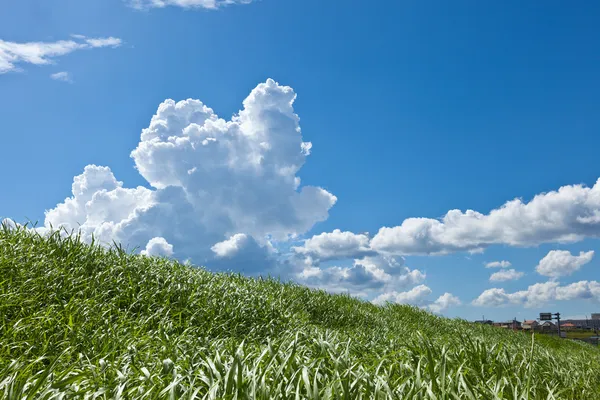 Gras und Sommergewitter — Stockfoto