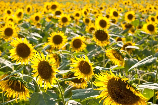 Campo de girasol — Foto de Stock