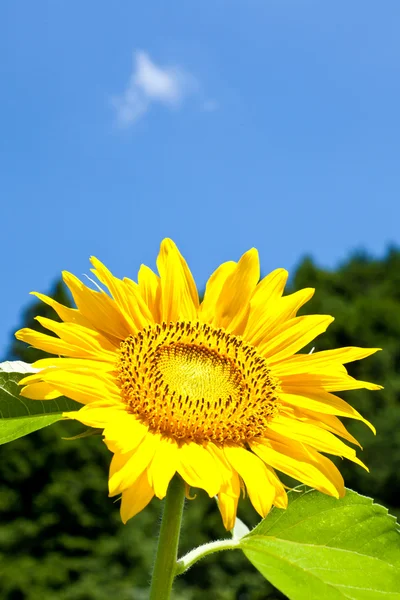 Girasol — Foto de Stock