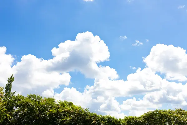 Grass and summer thunderhead — Stockfoto