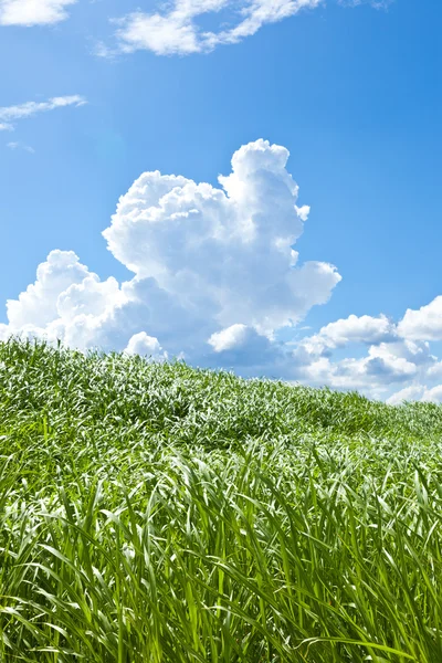 Grass and summer thunderhead — Stok fotoğraf