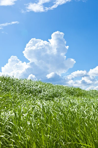 Gras und Sommergewitter — Stockfoto