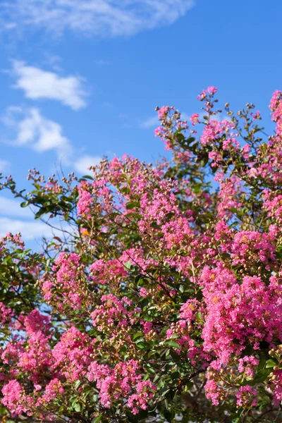 Crape Myrte Blume und der blaue Himmel — Stockfoto