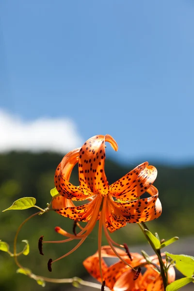 Tiger Lily and a blue sky — Stock Photo, Image