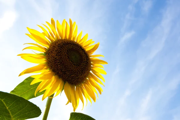 Girasol — Foto de Stock