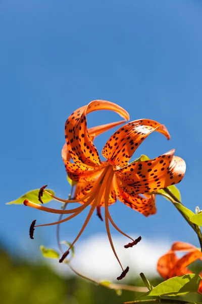 Tiger lily en een blauwe hemel — Stockfoto