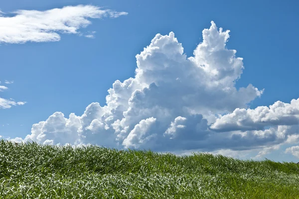 Kanjonen i sommar — Stockfoto