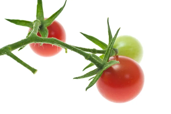 Tomates cereja — Fotografia de Stock